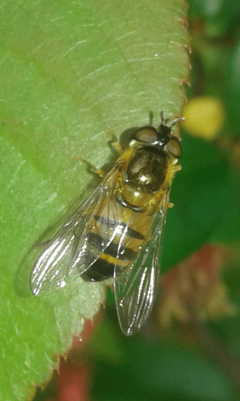 Syrphidae : Epistrophe sp.?   Epistrophe cfr. eligans